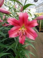 [5173 Sensi No01.JPG]